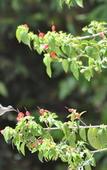 Туры в отель Jolie Jungle Eco Hotel Туры в отель Jolie Jungle Eco Hotel