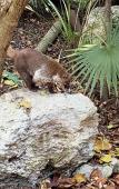 Туры в отель Aldea Maya-Ha Cabanas con cenotes Туры в отель Aldea Maya-Ha Cabanas con cenotes