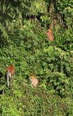 Туры в отель Borneo Natural Sukau Bilit Resort Туры в отель Borneo Natural Sukau Bilit Resort