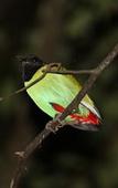 Туры в отель Borneo Natural Sukau Bilit Resort Туры в отель Borneo Natural Sukau Bilit Resort