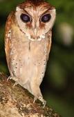 Туры в отель Borneo Natural Sukau Bilit Resort Туры в отель Borneo Natural Sukau Bilit Resort