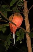 Туры в отель Borneo Natural Sukau Bilit Resort Туры в отель Borneo Natural Sukau Bilit Resort