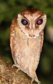 Туры в отель Borneo Natural Sukau Bilit Resort Туры в отель Borneo Natural Sukau Bilit Resort