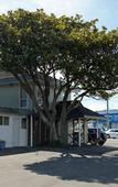 Туры в отель Midway Pacifica Lodge Туры в отель Midway Pacifica Lodge