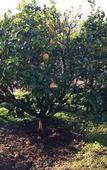 Туры в отель Sintra Rural Home - Cerrado da Serra Туры в отель Sintra Rural Home - Cerrado da Serra