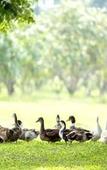 Туры в отель Chateau de Khaoyai Hotel & Resort Туры в отель Chateau de Khaoyai Hotel & Resort