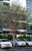 Туры в отель Woodroof Residence Rangsit Туры в отель Woodroof Residence Rangsit
