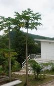 Туры в отель WhiteRock Resort Pakchong Туры в отель WhiteRock Resort Pakchong