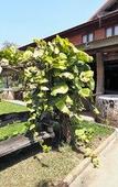 Туры в отель Khaothone River View Resort Туры в отель Khaothone River View Resort