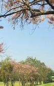 Туры в отель The Royal Chiangmai Golf Resort Туры в отель The Royal Chiangmai Golf Resort