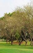 Туры в отель The Royal Chiangmai Golf Resort Туры в отель The Royal Chiangmai Golf Resort