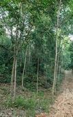 Туры в отель Khao Hin Tang Resort Туры в отель Khao Hin Tang Resort