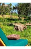 Туры в отель Wild Cottages Elephant Sanctuary Resort Туры в отель Wild Cottages Elephant Sanctuary Resort