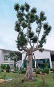 Туры в отель Tree Airport Hotel Hatyai Туры в отель Tree Airport Hotel Hatyai
