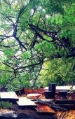 Туры в отель Reflections Camp Туры в отель Reflections Camp