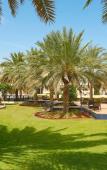 Туры в отель Sheraton Oman Туры в отель Sheraton Oman