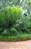 Туры в отель The Caribbean Court Boutique Hotel Туры в отель The Caribbean Court Boutique Hotel