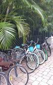Туры в отель The Caribbean Court Boutique Hotel Туры в отель The Caribbean Court Boutique Hotel
