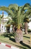 Туры в отель Orient Palace Туры в отель Orient Palace