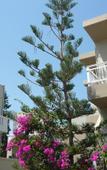 Туры в отель Pelagia Bay Hotel Туры в отель Pelagia Bay Hotel