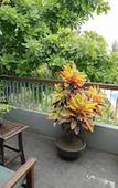 Туры в отель Hotel Chiem Hoian Туры в отель Hotel Chiem Hoian