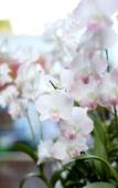 Туры в отель The Orchid House 153 Туры в отель The Orchid House 153