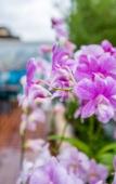Туры в отель The Orchid House 153 Туры в отель The Orchid House 153