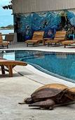 Туры в отель Blue Turtle Hotel Samui Туры в отель Blue Turtle Hotel Samui