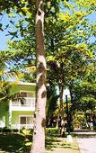 Туры в отель Riu Mambo ClubHotel Туры в отель Riu Mambo ClubHotel
