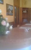 Туры в отель Hotel Riva Fiorita Туры в отель Hotel Riva Fiorita