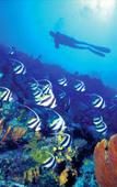 Туры в отель Sheraton Fiji Resort Туры в отель Sheraton Fiji Resort