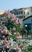 Туры в отель Hotel Petrarca Terme Туры в отель Hotel Petrarca Terme