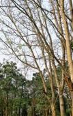 Туры в отель The Legacy River Kwai Resort Kanchanaburi Туры в отель The Legacy River Kwai Resort Kanchanaburi