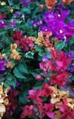 Туры в отель Tropical Garden Lounge Hotel & Resort Туры в отель Tropical Garden Lounge Hotel & Resort