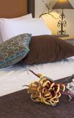 Туры в отель Venus Beach Hotel Bungalows Туры в отель Venus Beach Hotel Bungalows