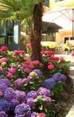 Туры в отель Villa Sofia Туры в отель Villa Sofia