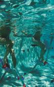 Туры в отель Zoetry Agua Punta Cana Туры в отель Zoetry Agua Punta Cana