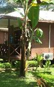 Туры в отель Langkah Syabas Beach Resort Туры в отель Langkah Syabas Beach Resort