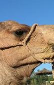 Туры в отель Kasbah Le Mirage Туры в отель Kasbah Le Mirage