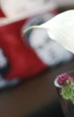 Туры в отель Arcotel Velvet Туры в отель Arcotel Velvet