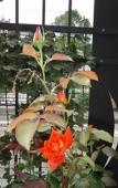 Туры в отель Villa Adele Туры в отель Villa Adele
