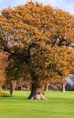 Туры в отель Hilton Avisford Park Туры в отель Hilton Avisford Park