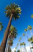 Туры в отель Marriott Downtown Los Angeles Туры в отель Marriott Downtown Los Angeles