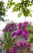 Туры в отель Club Hotel Iliochari Туры в отель Club Hotel Iliochari