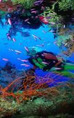 Туры в отель Navutu Stars Resort Туры в отель Navutu Stars Resort