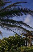 Туры в отель Cabanas Los Lirios Tulum Туры в отель Cabanas Los Lirios Tulum