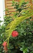 Туры в отель The Palms Resort Туры в отель The Palms Resort