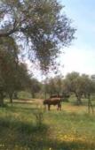 Туры в отель Cortijo El Esparragal Туры в отель Cortijo El Esparragal