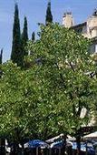 Туры в отель Hotel Saint Ferreol Туры в отель Hotel Saint Ferreol