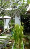 Туры в отель Frangipani Villa-90s Hotel Туры в отель Frangipani Villa-90s Hotel